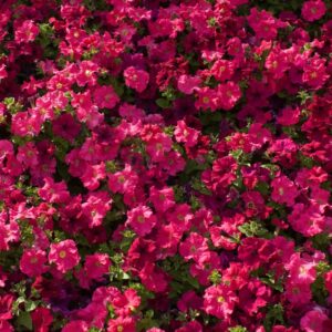 Aubrieta gracilis (Rock Cress) Royal Red