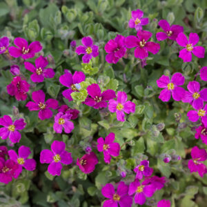 Aubrieta gracilis (Rock Cress) Royal Violet
