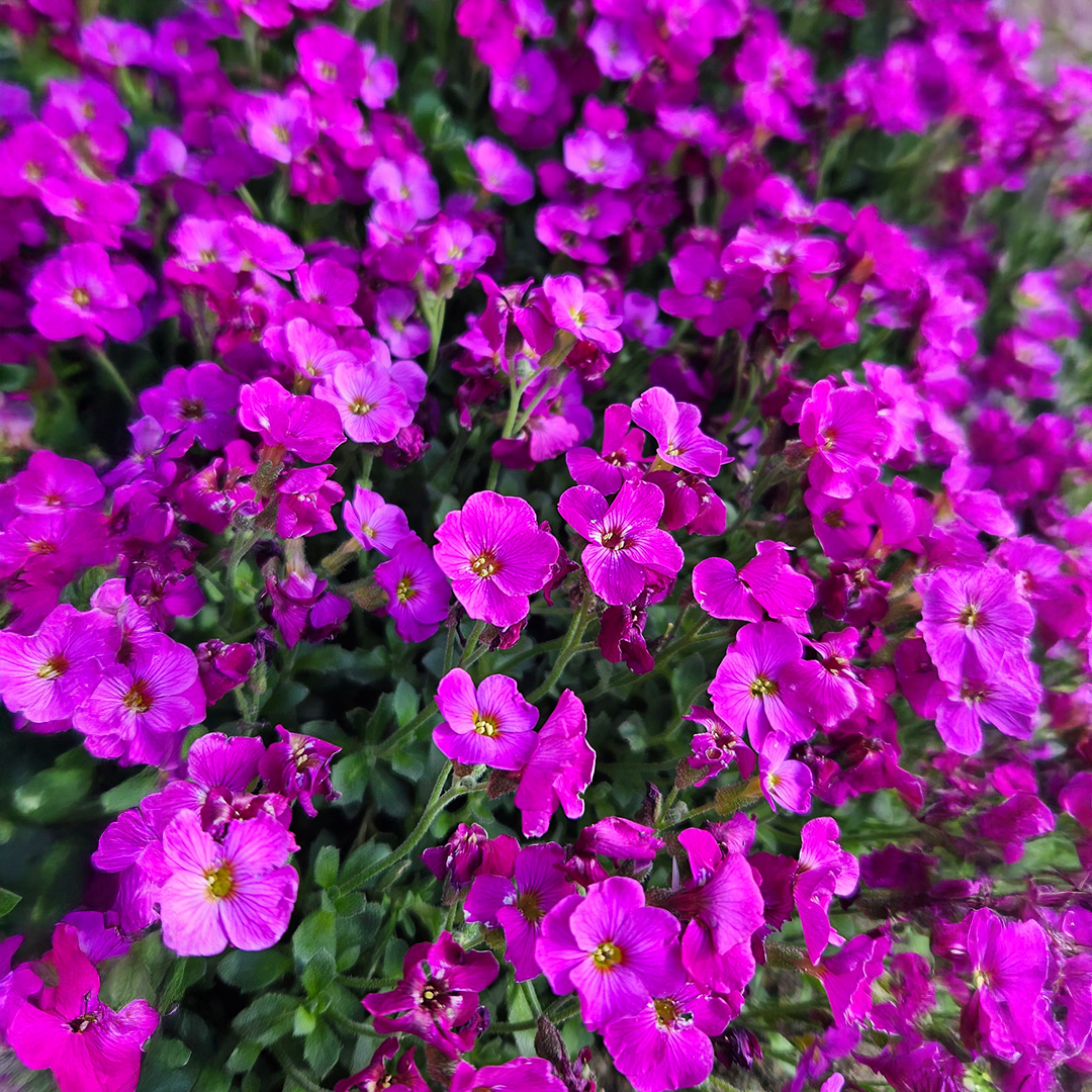 Aubrieta gracilis (Rock Cress) Royal Violet - Image 2