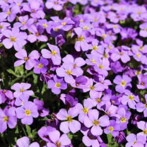 Aubrieta gracilis (Rock Cress) Royal Blue