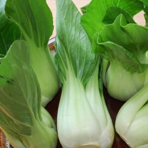 Organic Cabbage Pak Choi White