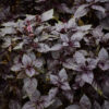 Herb Basil Dark Opal Organic - Image 3