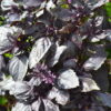 Herb Basil Dark Opal Organic - Image 2