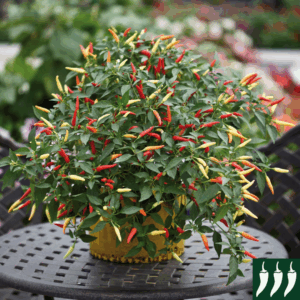 Hot Chilli Pepper Basket of Fire F1