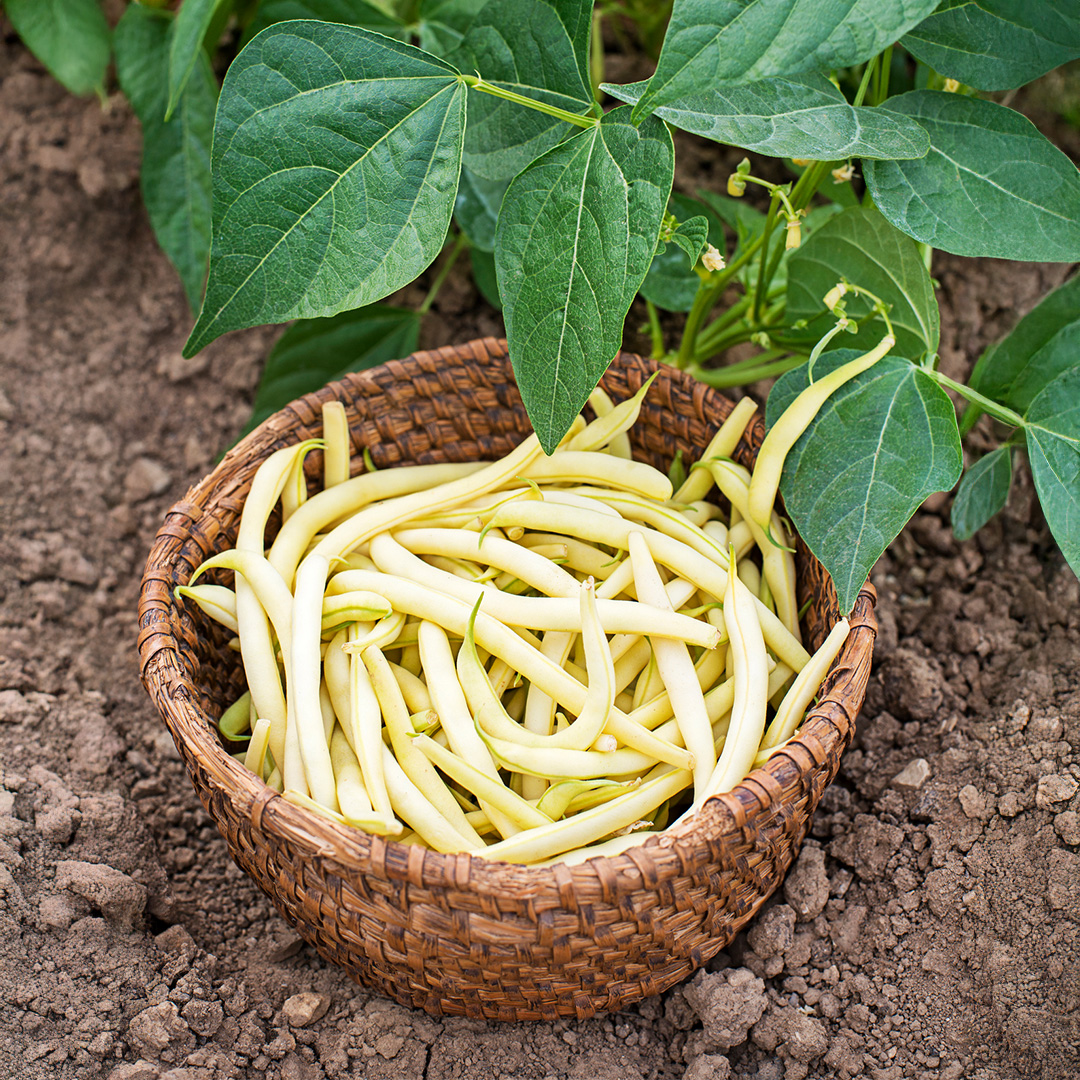Dwarf Yellow French Bean Bergold - Image 2