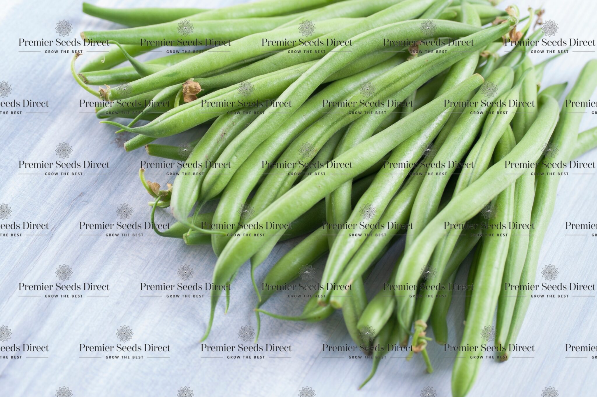 Climbing French Bean Cobra Premier Seeds Direct