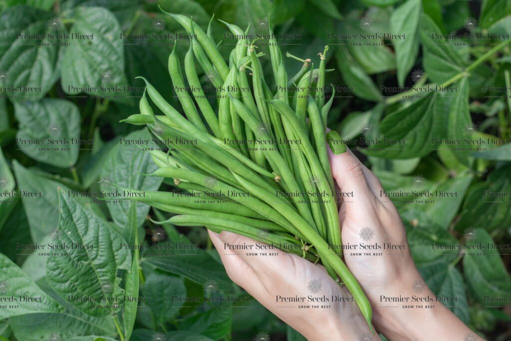 Climbing French Bean Cobra Premier Seeds Direct
