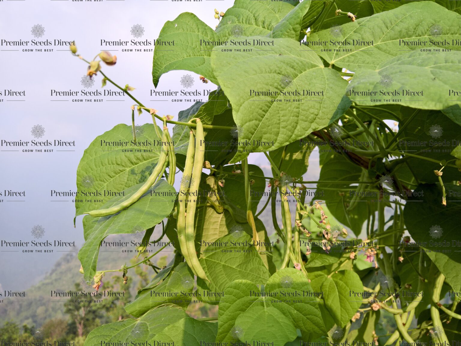 Climbing Pole Bean Kentucky Wonder Bean Premier Seeds Direct ltd