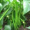 Dwarf Kenyan Bean Ferrari