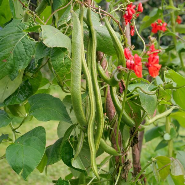 Runner Bean Firestorm - Image 2