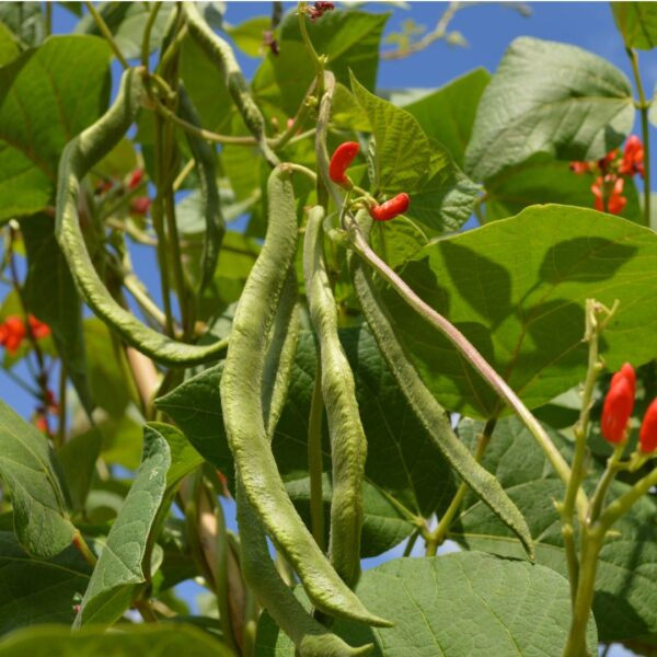 Runner Bean Firestorm