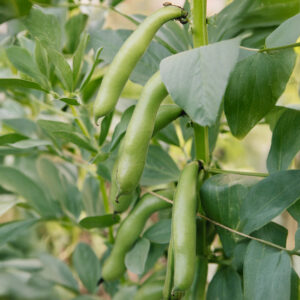 Karmazyn Bean pods growing on the plant with green leafy foliage