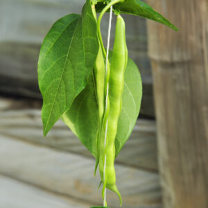 Green Kentucky Wonder climbing pole beans on the plant with leaves and a wooden background