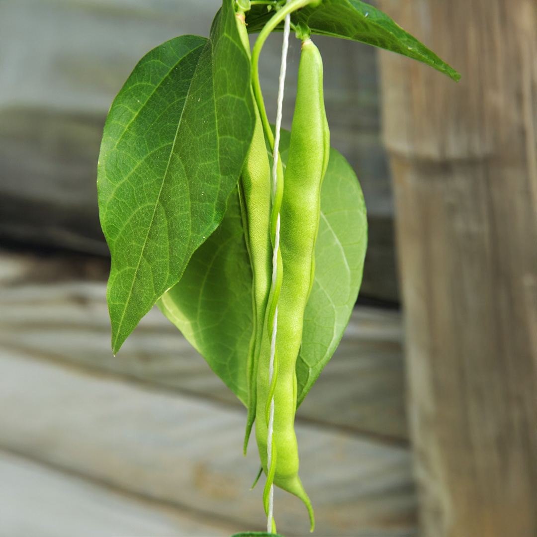 Green Kentucky Wonder climbing pole beans on the plant with leaves and a wooden background