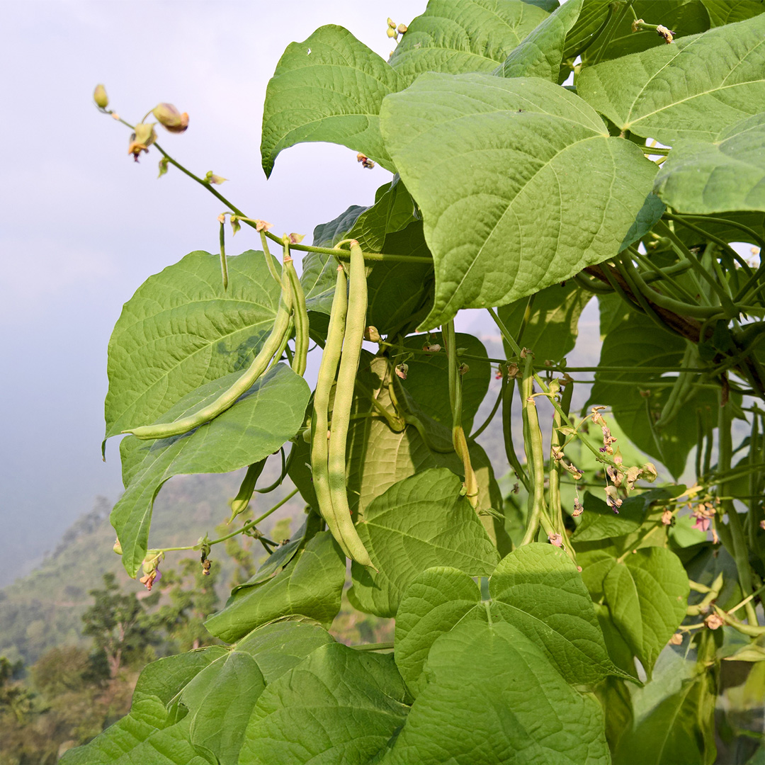 Climbing Pole Bean Kentucky Wonder - Image 3
