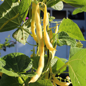 Yellow Kentucky Wonder Wax climbing beans on the plant with leafy foliage.