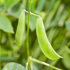 Lima O Del Papa Beans growing on the plant in green pods