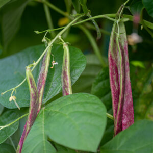 Organic Climbing Borlotto Bean Lingua Di Fuoco 2