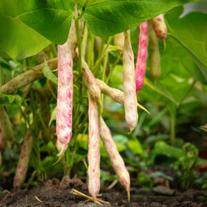 Dwarf Borlotto Lingua Di Fuoco beans growing on the plant with white pods speckled pink and green leaves