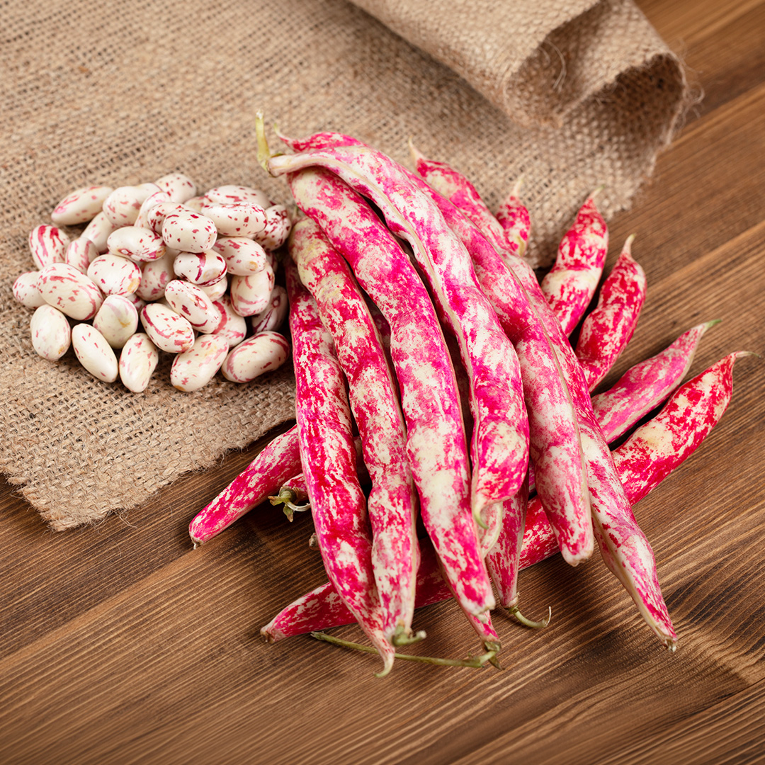 Dwarf Italian Borlotto Bean Lingua Di Fuoco - Image 2