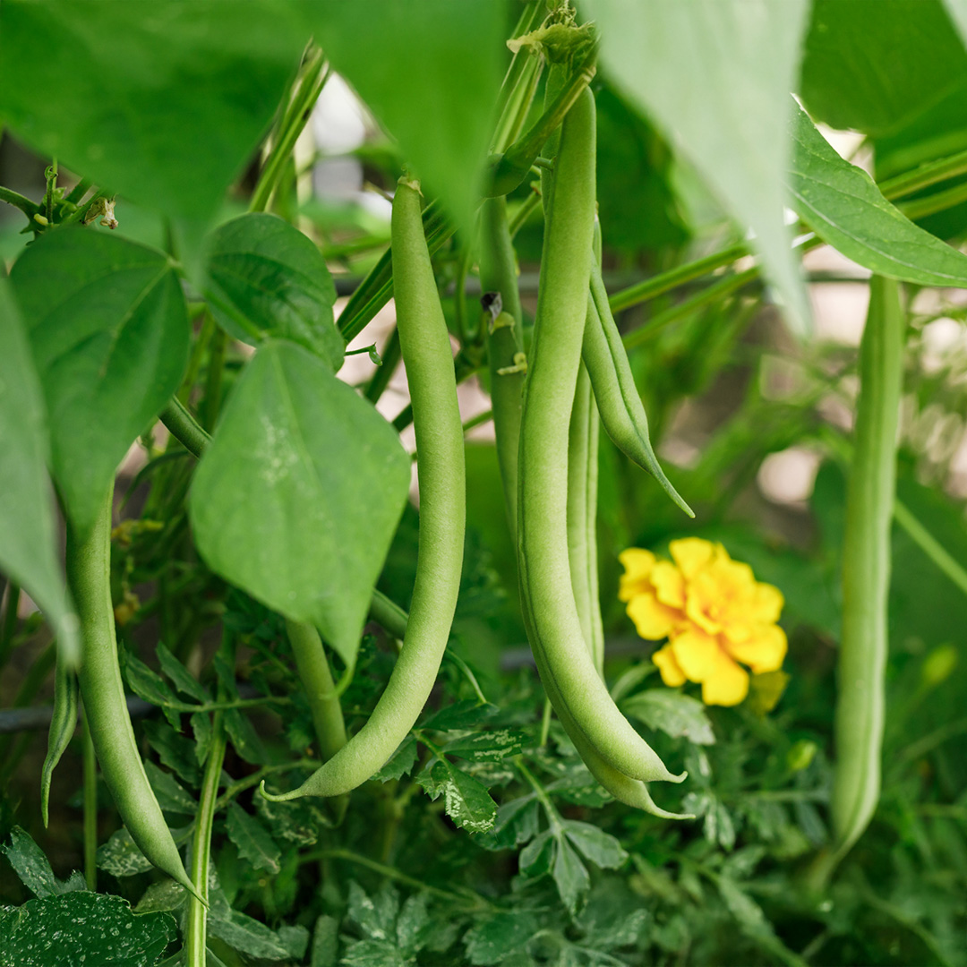 Dwarf French Bean Slenderette