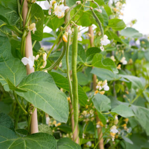 White Lady Beans growing on the plant with leafy green foliage