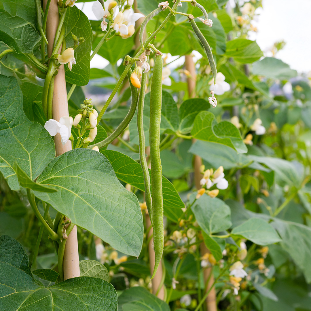 White Lady Beans growing on the plant with leafy green foliage