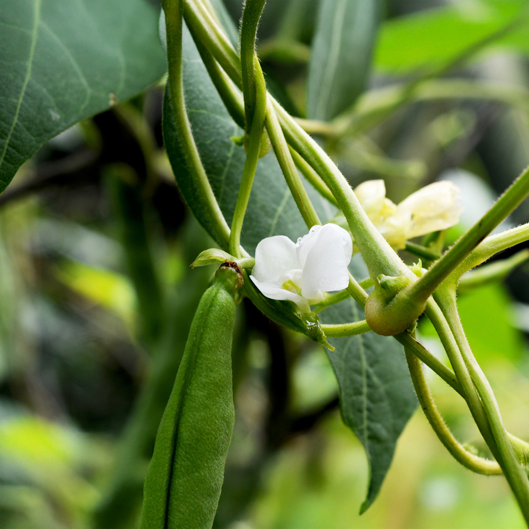 Close up of the flower of White Lady beans in bloom with green foliage