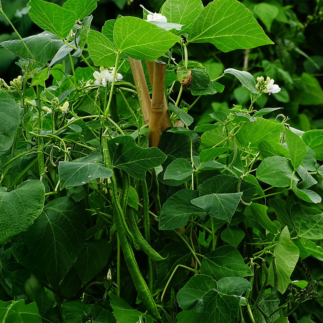 White Lady beans with leafy green foliage