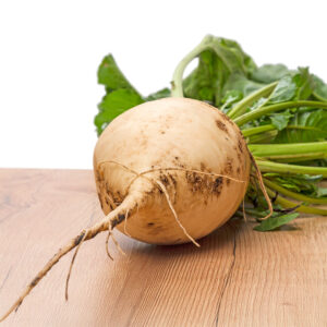 Beetroot Albino White