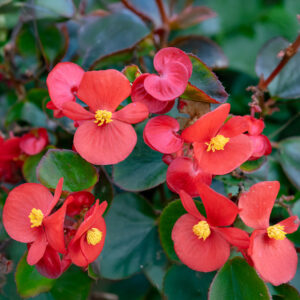 Heaven Red Begonia flowers with yellow centres and leafy dark green foliage
