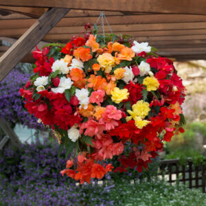 Illumination Mix Begonia flowers in orange, red, yellow, and white in a hanging basket
