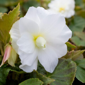 A close up image of an Illumination White Begonia flower with leafy green foliage