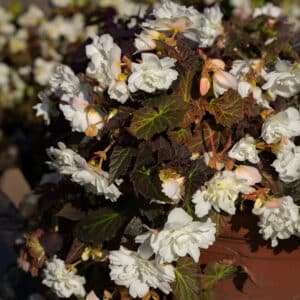 Begonia Illumination (tuberhybrida) White F1