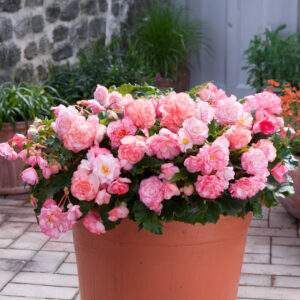 On Top Pink Halo Begonia flowers growing in a pot on a patio