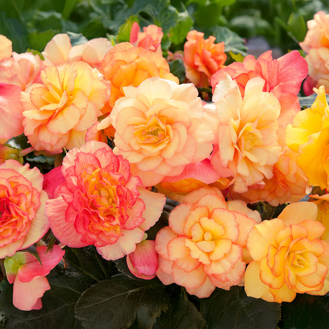 Begonia On Top (tuberhybrida) Sunset Shades F1 - Image 2