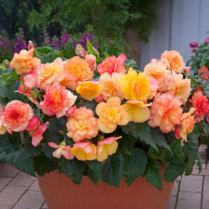 On Top Sunset Shades flowers in peach and pink growing in a pot