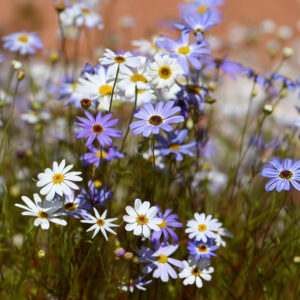 Swan River Brachycome flowers in a variety of purples, blues, and whites