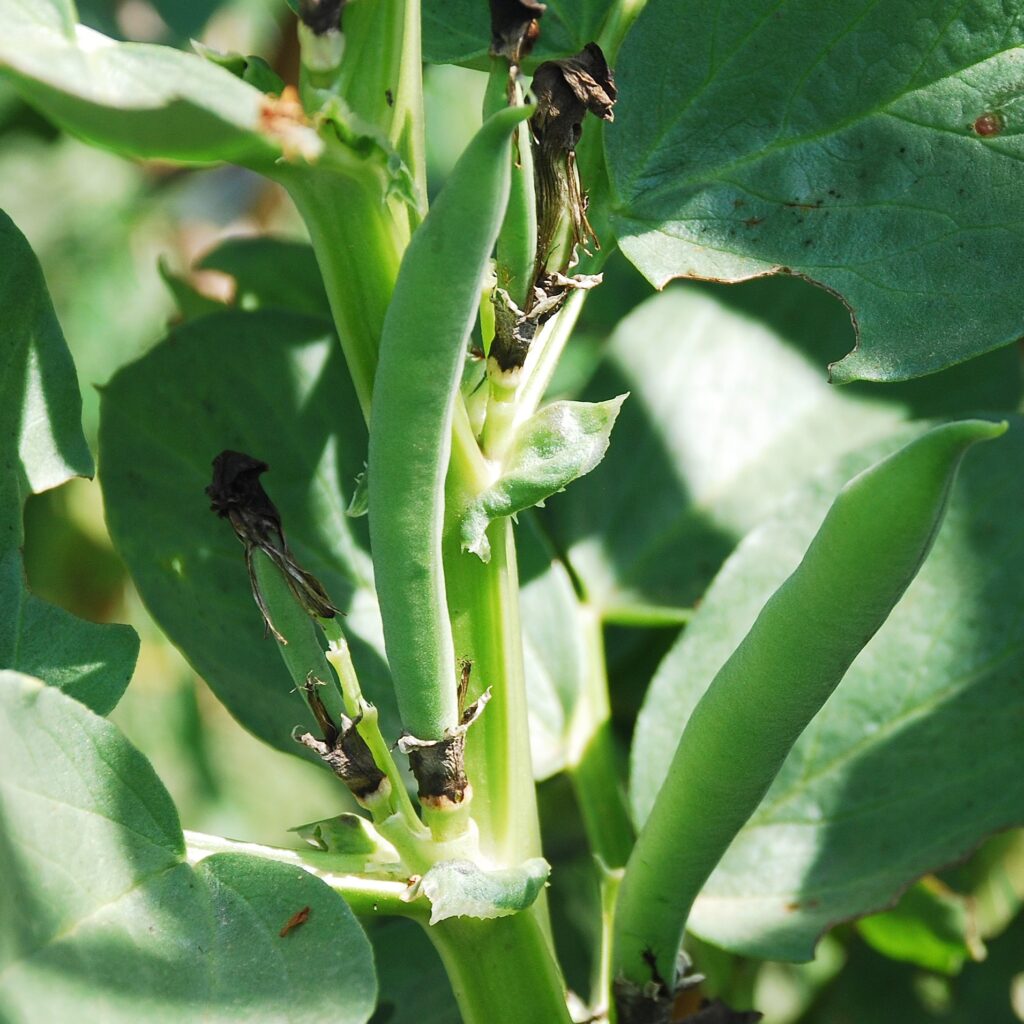 Broad Bean Aquadulce Claudia Organic 