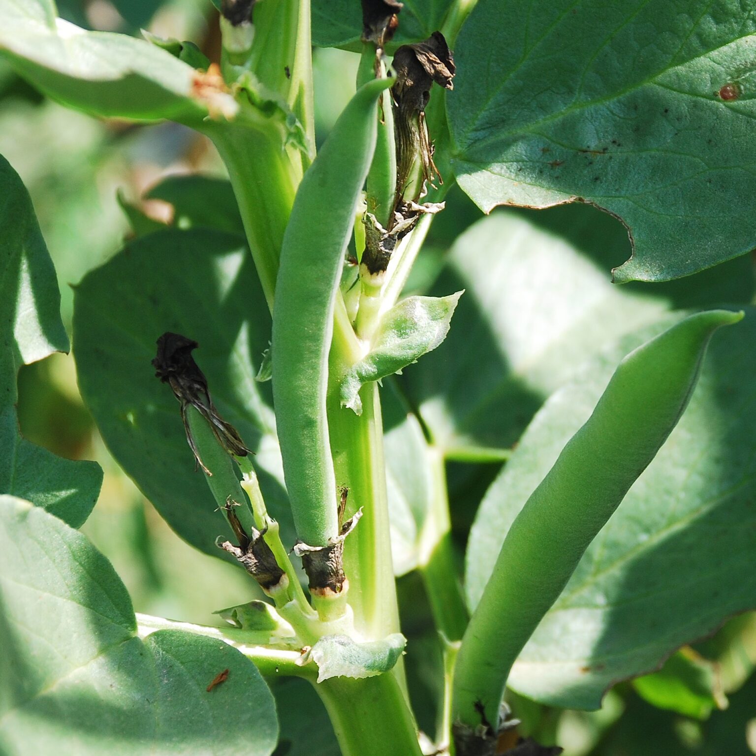 Broad Bean Aquadulce Claudia Organic | Organic Bean | Premier Seeds ...