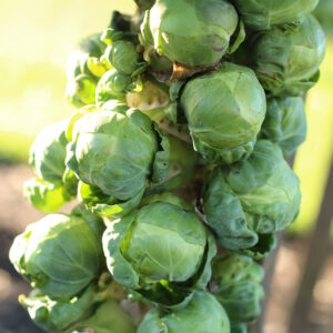 Trafalgar F1 Brussels Sprouts growing on the stalk with light green tight buttons on a sunny day