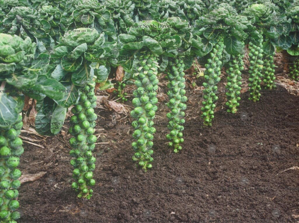 Brussel Sprout Brilliant F1 Brussel Sprout Premier Seeds Direct Ltd