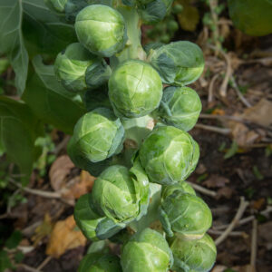 Brilliant F1 variety of Brussels Sprouts growing on a stalk with bright green tightly packed leaves and a blurred autumnal leaf background