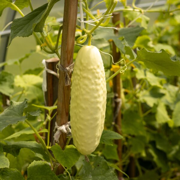 Cucumber - White Wonder Bianco Lungo