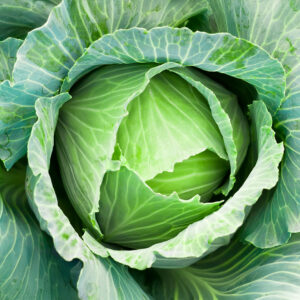 Cabbage Copenhagen Market