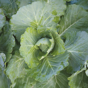 Cabbage Durham Early Spring Greens