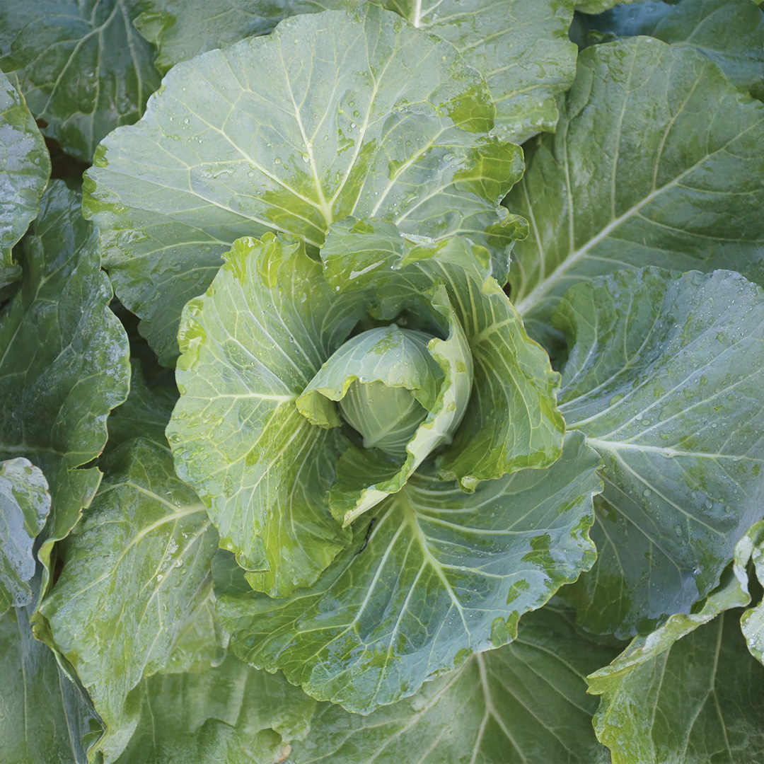 Cabbage Durham Early Spring Greens