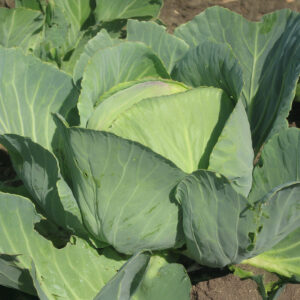 Cabbage Golden Acre