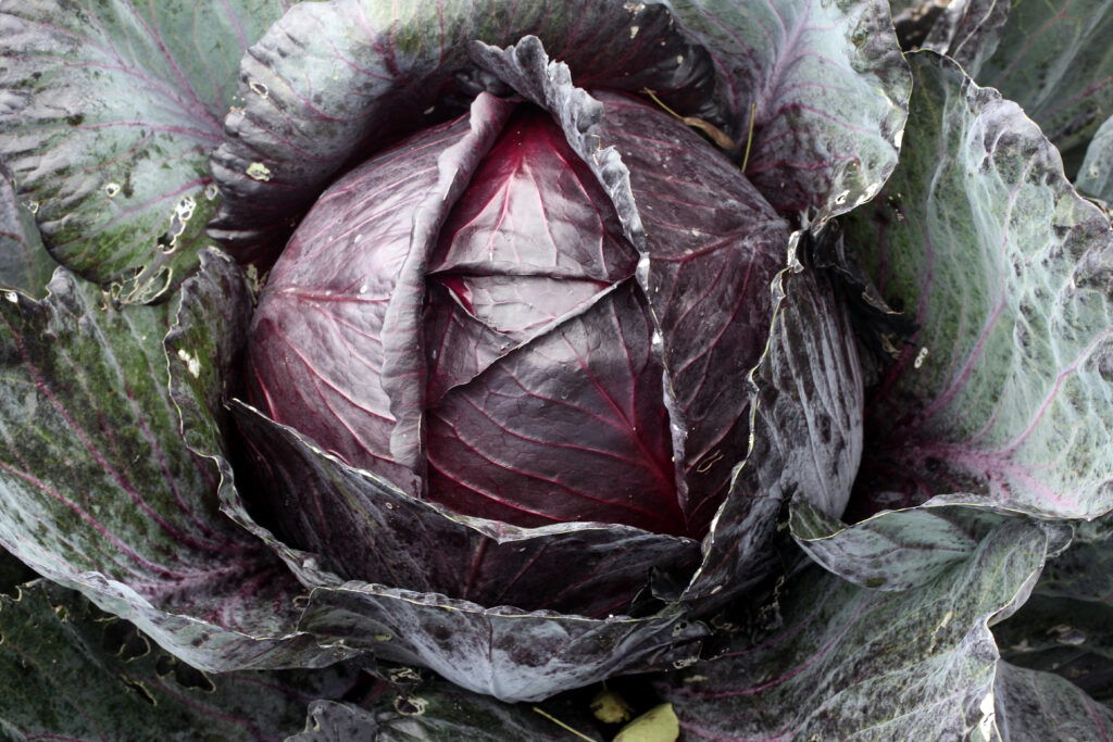 Cabbage Mammoth Red Rock | Cabbage | Premier Seeds Direct ltd