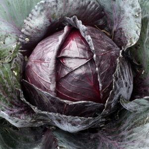 Cabbage Mammoth Red Rock